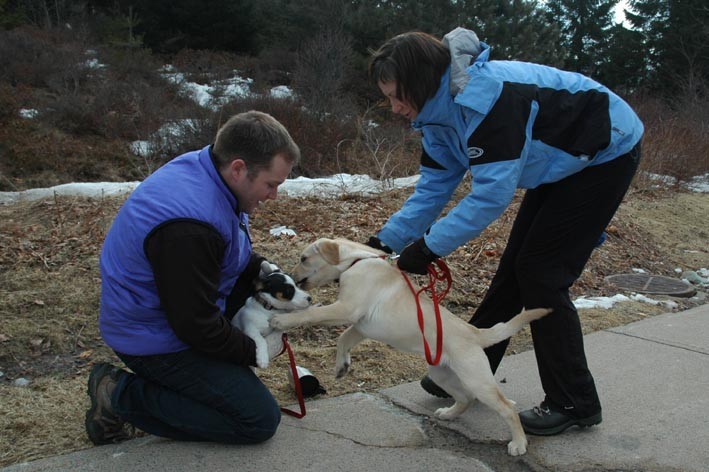 42R meets JackRusselPup.jpg